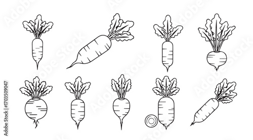 Collection of hand drawn radish and carrot vegetable silhouettes
