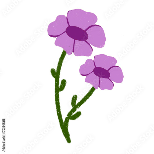 pink carnation flower