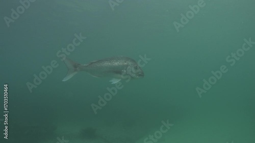 Large australasian snapper Pagrus auratus swimming in murky water. Location: Leigh New Zealand
