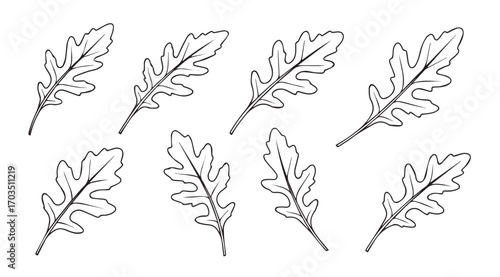 Collection of oak leaf silhouettes in a delicate sketch style