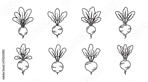 Collection of eight hand drawn radish vegetables silhouette
