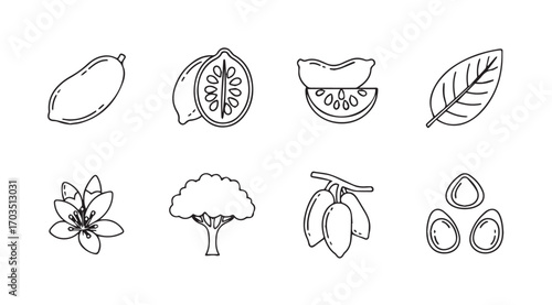Collection of hand drawn cocoa bean tree fruit and leaf illustrations silhouette