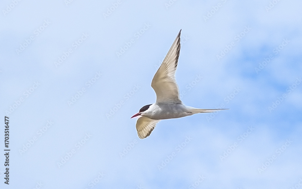 Obraz premium The common tern (Sterna hirundo) in flight