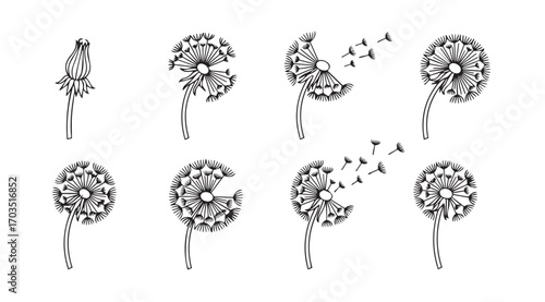 Collection of dandelion seed head silhouettes in various stages of dispersal silhouette