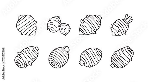 Collection of hand drawn ginger root silhouettes with textured lines