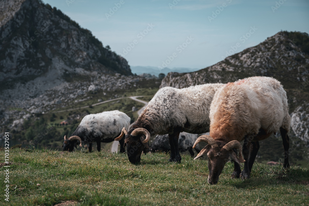 Fototapeta premium sheep in the mountains