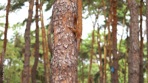A side vertical footage of a red squirrel standing on a tree branch eating, in daytime with blur background