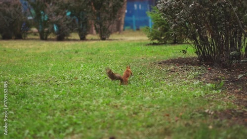 A side vertical footage of a red squirrel standing on a tree branch eating, in daytime with blur background