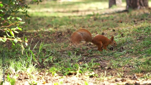 A side vertical footage of a red squirrel standing on a tree branch eating, in daytime with blur background