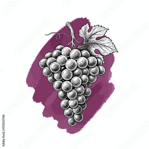 Black and white etching sketch of detailed grape cluster on wine-colored purple brush stroke, isolated on white background, vintage engraving vector illustration
