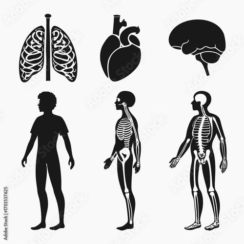 A collection of black silhouette icons representing human anatomy including lungs heart brain full body silhouette and skeletal system diagrams for medical and educational purposes