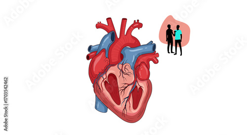 Anatomical illustration of a human heart with two people in the background.