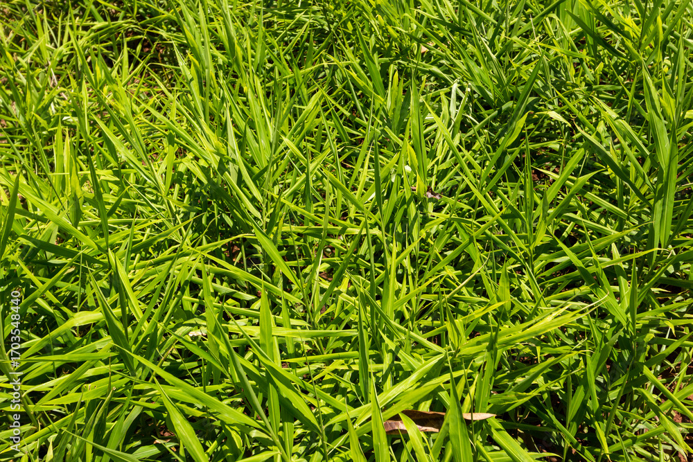 Close-Up of Ginger Crop Field in Africa, Organic Farming of Zingiber officinale Close-Up of Ginger Crop Field in Africa, Organic Farming of Zingiber officinale