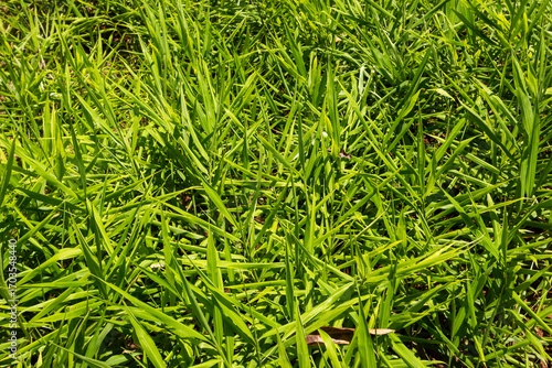 Close-Up of Ginger Crop Field in Africa, Organic Farming of Zingiber officinale