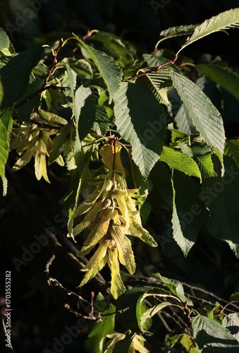 winged seeds of  Carpinus betulus,Hornbeam tree close up .