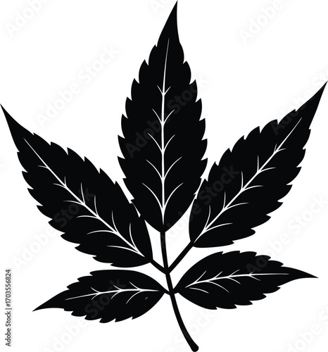cannabis leaf vector