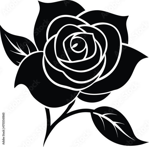 black rose vector illustration
