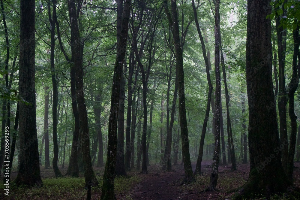 Naklejka premium The forest after the rain in summer