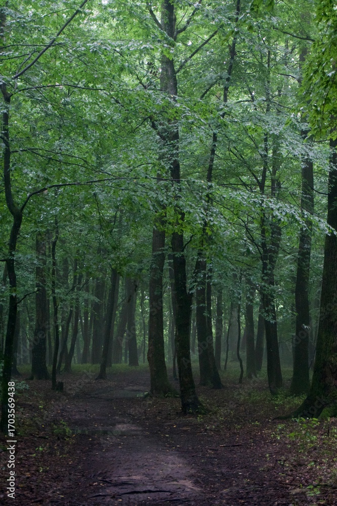 Obraz premium The forest after the rain in summer