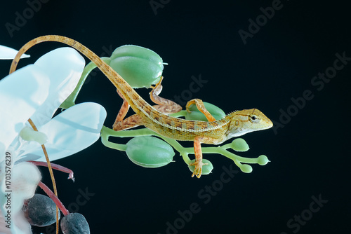 leaf lizard with black background