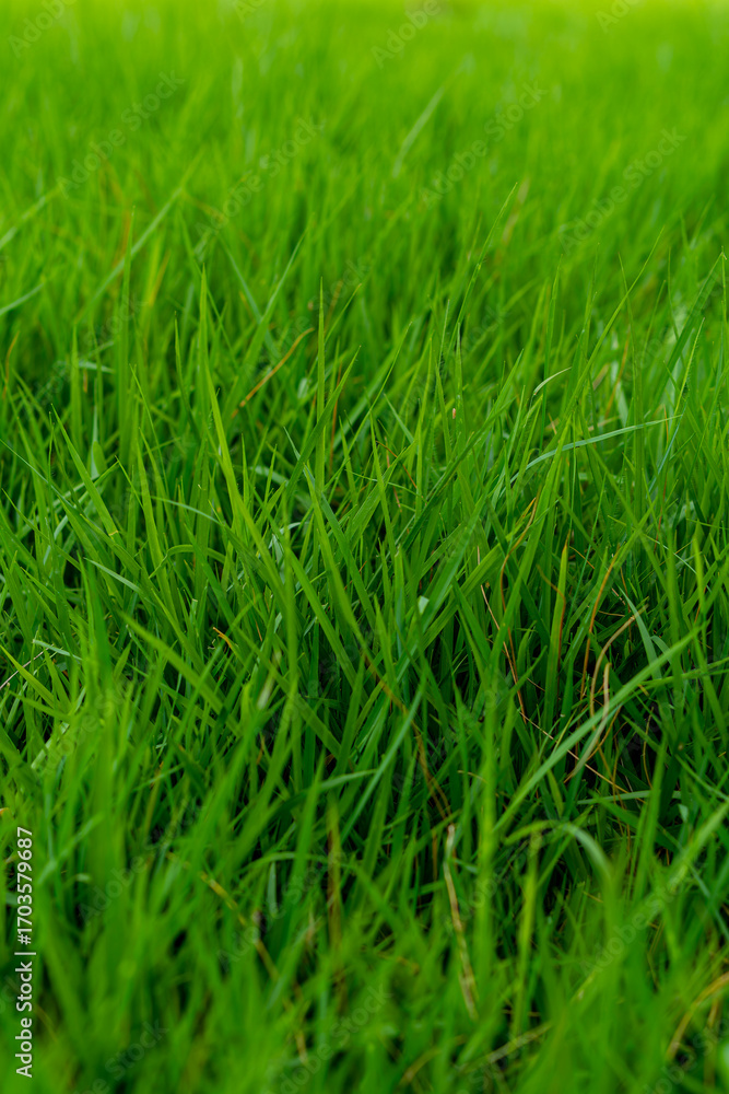 Obraz premium green grass background