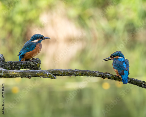 Eisvogel mit Jungtier