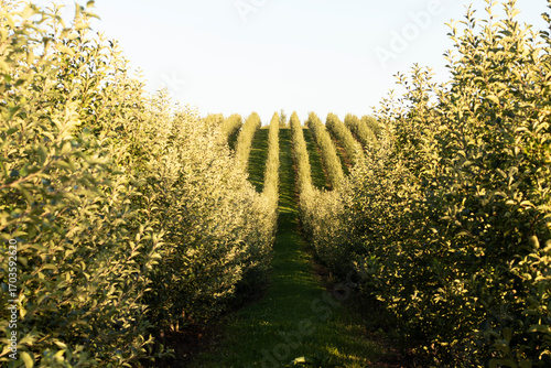 An orchard of young apple trees. Organic fruits.