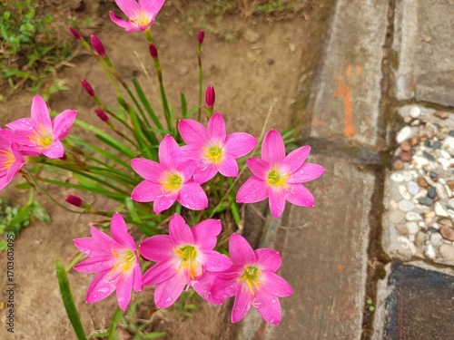 Fresh pink rain lily flower