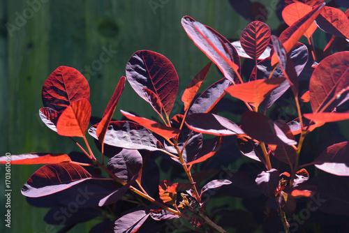 Cotinus coggygria Royal Purple, also known as smokebush