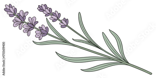 Illustration of two lavender sprigs with purple flowers and green leaves on a white background