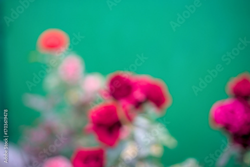Red roses are blurred and green leaves are blurred