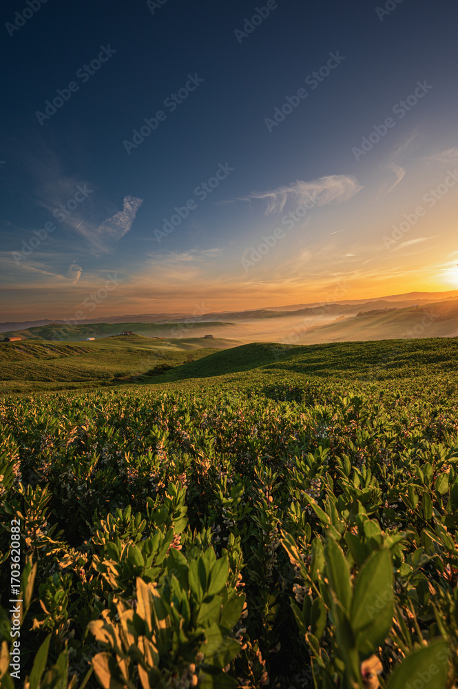 Obraz premium spring sunrise over the Tuscany hills with a tree in the foreground, Italy