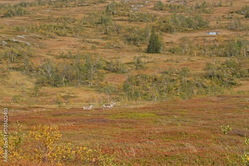 Two reindeer running across the autumn hills near Storlien, Sweden