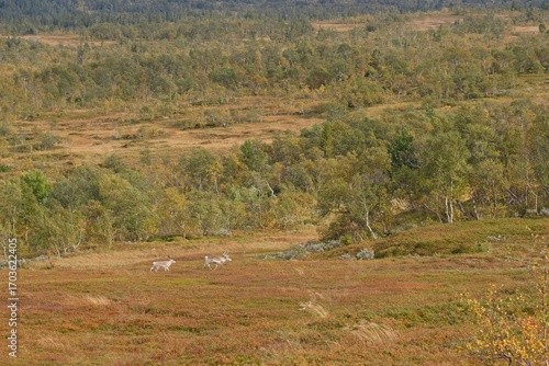 Two reindeer running across the autumn hills near Storlien, Sweden