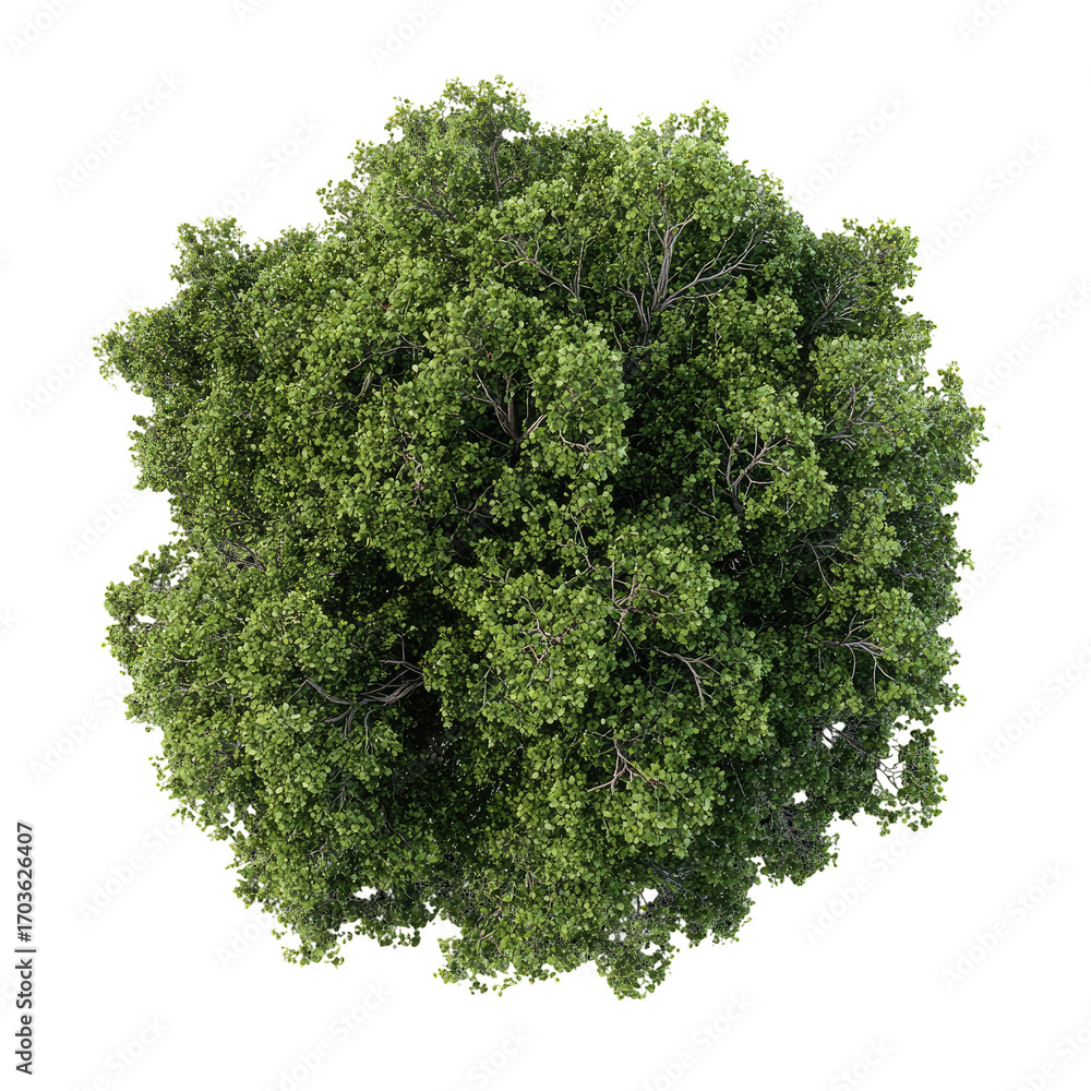 Fototapeta premium Overhead view of a dense, green tree canopy
