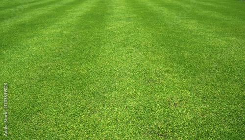 grass background Golf Courses green lawn