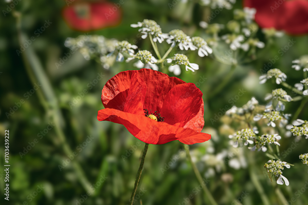 Obraz premium a poppy in a field inside the Crete Senesi area, Siena, Italy