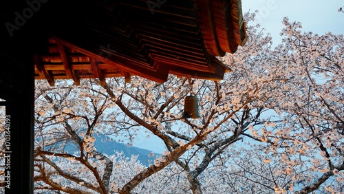 Closeup of  a Japanese temple roof bell at sunset with pink cherry blossom blooms in the background