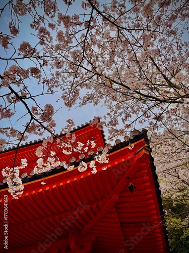 red Japanese temple roof with cherry blossoms in full bloom