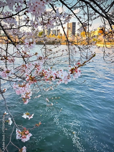 Closeup of pink cherry blossoms in full bloom along the river with petals floating on the water 