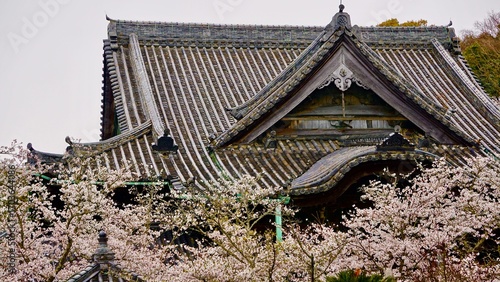 Kiimidera temple, traditional japanese pagoda building rooftop, foreground of blooming cherry blossom trees