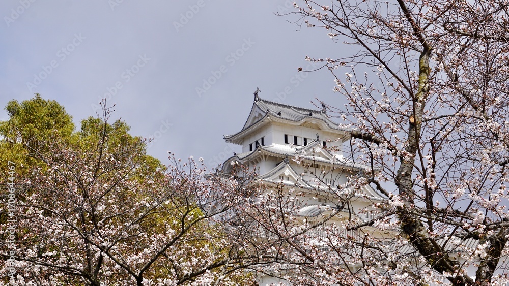 Fototapeta premium View of Himeji castle from behind cherry blossom blooms