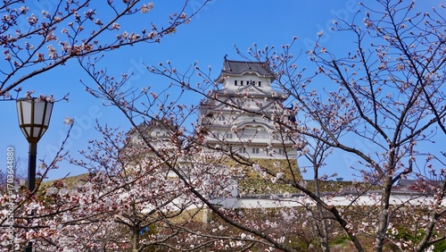 View of Himeji castle from behind cherry blossom blooms