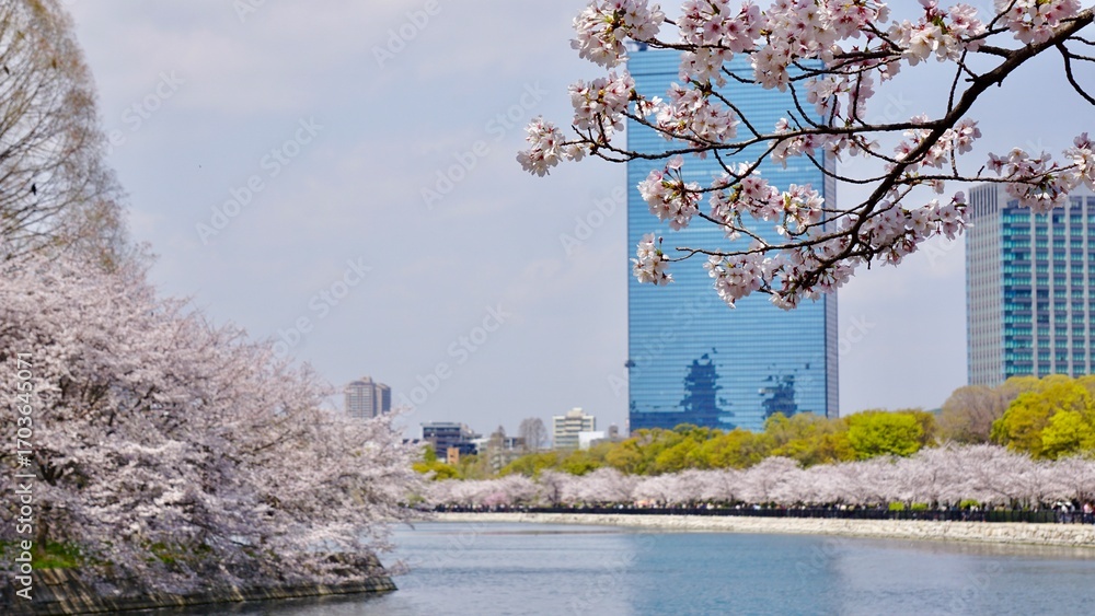 Obraz premium Blooming cherry blossom branches in foreground with background of cherry tree-lined waterway and cityscape with skyscraper