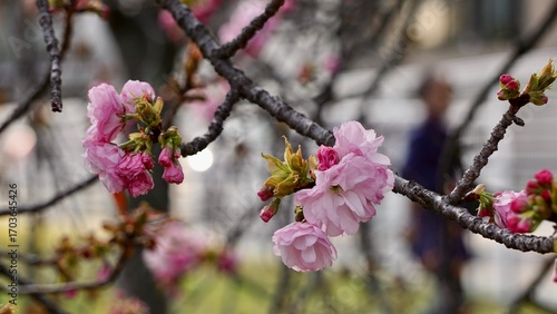 Closeup macro shot of pink cherry blossom blooms in Osaka Japan