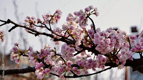 Closeup macro shot of pink cherry blossom blooms in Osaka Japan