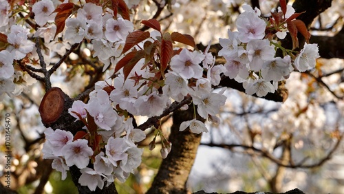 Closeup macro shot of white cherry blossom blooms in Osaka Japan
