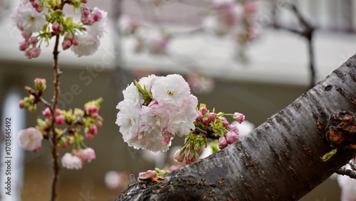 Closeup macro shot of white cherry blossom blooms in Osaka Japan