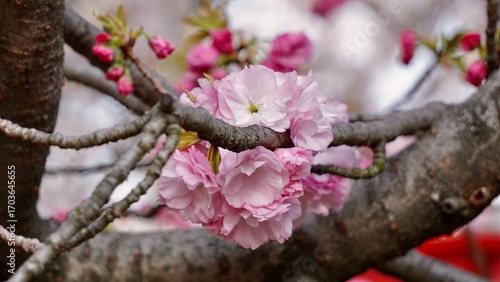 Closeup macro shot of pink cherry blossom blooms in Osaka Japan