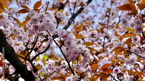 Closeup macro shot of pink cherry blossom blooms in Osaka Japan